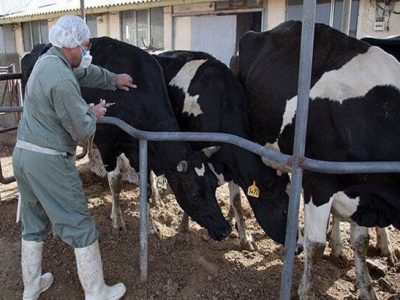 کاهش بیش از ۳۰ درصدی کانون‌های تب برفکی