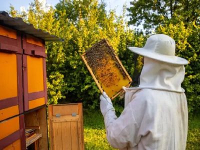 مشکلات زنبورداران کشور/ ظرفیت تولید بهترین عسل‌ها را داریم