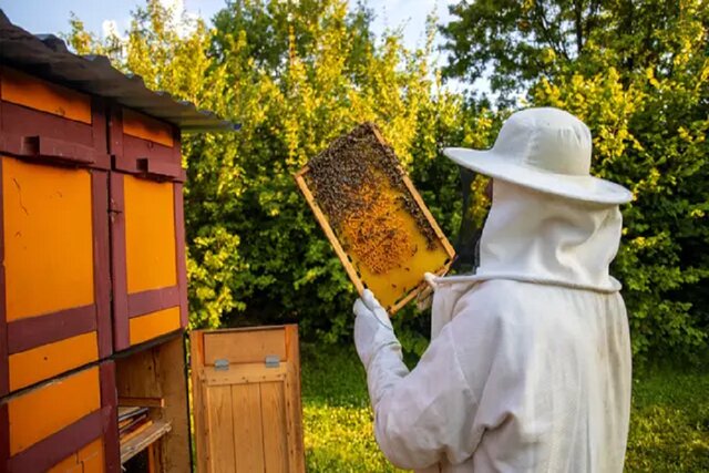 مشکلات زنبورداران کشور/ ظرفیت تولید بهترین عسلها را داریم