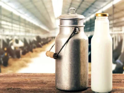 قطعی برق، دام‌های شیری را از تولید خارج می‌کند