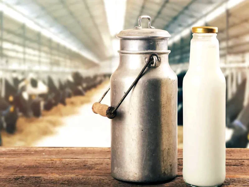 قطعی برق، دام‌های شیری را از تولید خارج می‌کند