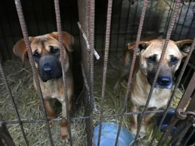 وضعیت نگران کننده خرید‌و‌فروش حیوان خانگی در کشور