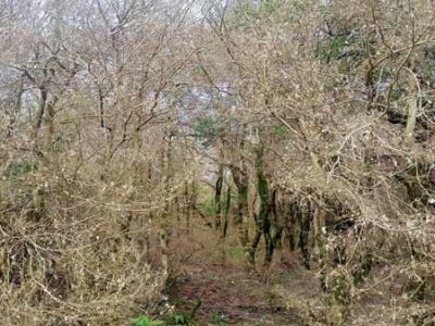 خشک شدن درختان شمشاد در جنگل‌های هیرکانی شمال کشور