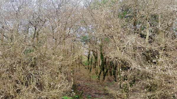 خشک شدن درختان شمشاد در جنگل‌های هیرکانی شمال کشور