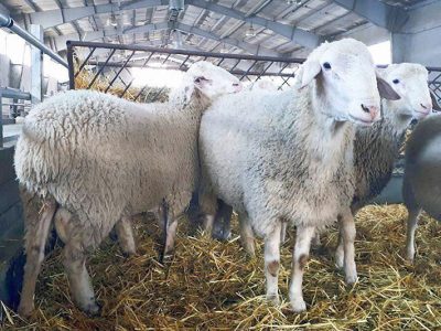 افت تولید دام سبک در تابستان، تهدیدی برای تعادل بازار گوشت قرمز